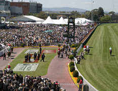 Projects Melb Racing Club