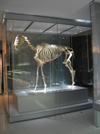 Australian Racing Museum and Hall of Fame